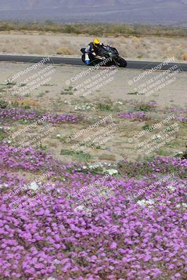 media/Feb-04-2023-SoCal Trackdays (Sat) [[8a776bf2c3]]/Turn 15 Inside Blooming (1050am)/